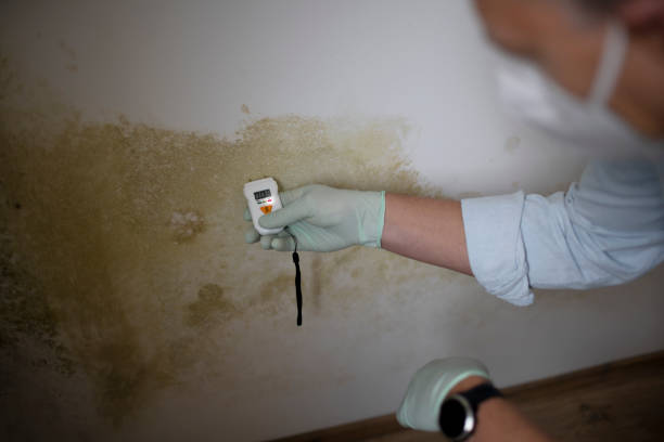 Best Crawl Space Mold Remediation in Lake Camelot, WI