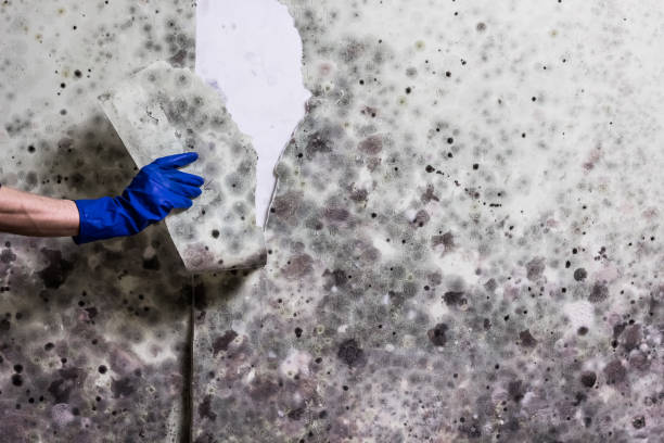 Best Emergency Mold Remediation in Lake Camelot, WI