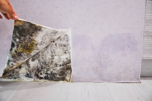 Best Residential Mold Remediation in Lake Camelot, WI